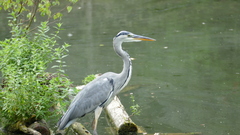 Ardea cinerea