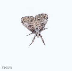 Dasychira obliquata