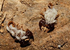 Euscorpius lesbiacus