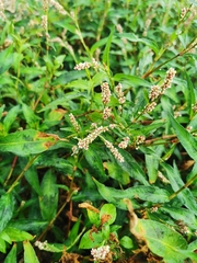 Persicaria maculosa