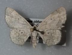 Idaea obfusaria