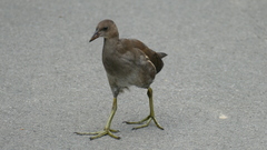 Gallinula chloropus