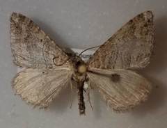 Perizoma custodiata