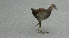 Gallinula chloropus