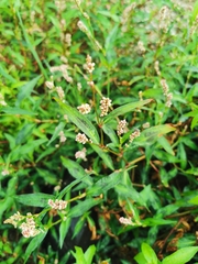 Persicaria maculosa