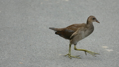Gallinula chloropus