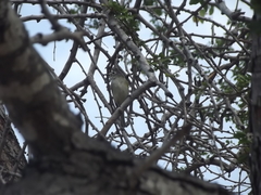 Vireo cassinii lucasanus