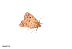 Xylenini