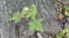 Geranium robertianum
