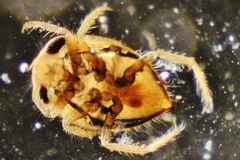 Neoplea striola