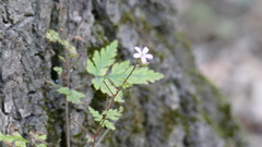 Geranium robertianum