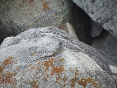 Petrosaurus thalassinus