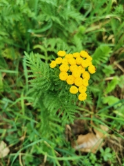 Tanacetum vulgare