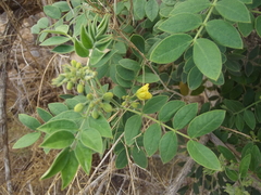 Senna villosa
