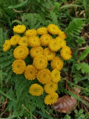 Tanacetum vulgare