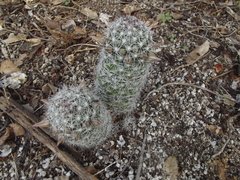 Mammillaria phitauiana
