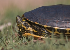 Trachemys venusta iversoni
