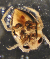 Neoplea striola