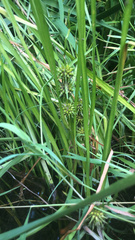 Sparganium fluctuans