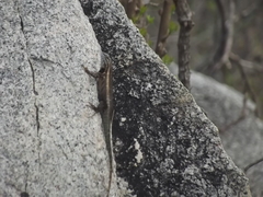 Sceloporus licki