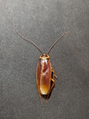 Blattoidae