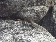 Sceloporus hunsakeri