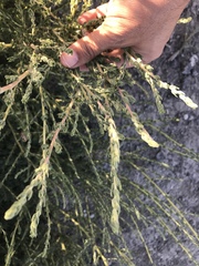 Allenrolfea occidentalis