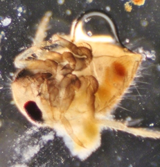 Neoplea striola