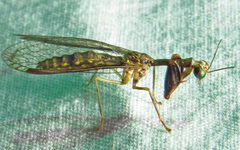 Leptomantispa pulchella