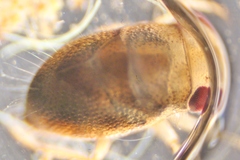 Neoplea striola