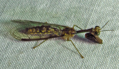 Leptomantispa pulchella