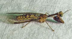 Leptomantispa pulchella