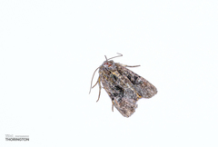 Phosphila miselioides