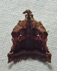 Clydonopteron sacculana