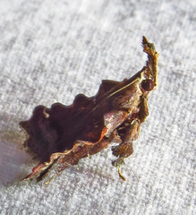Clydonopteron sacculana