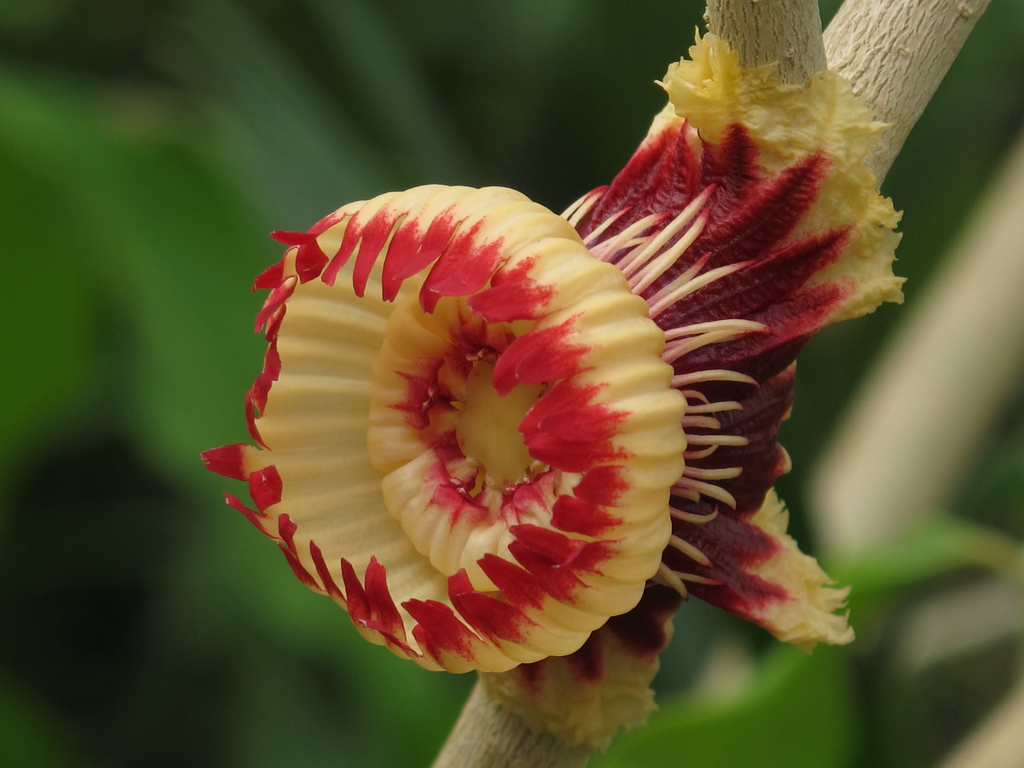 Napoleonaea beninensis