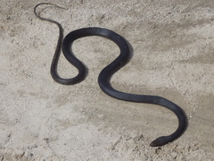 Masticophis fuliginosus