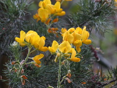 Adenocarpus decorticans