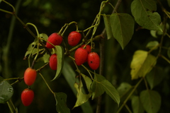 Cissus integrifolia image