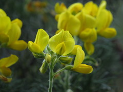 Adenocarpus decorticans