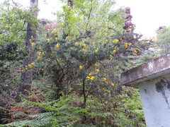 Adenocarpus decorticans