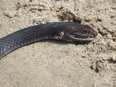 Masticophis fuliginosus