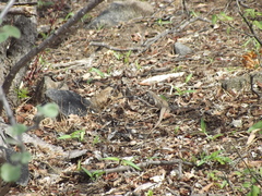 Aspidoscelis maximus