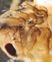 Neoplea striola