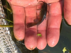 Ameiurus nebulosus