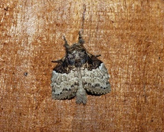 Euglyphis semifunebris