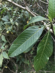 Solanum oblongifolium