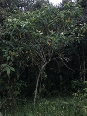 Solanum oblongifolium