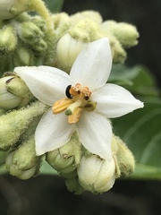 Solanum oblongifolium