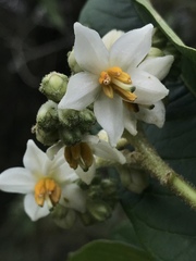 Solanum oblongifolium